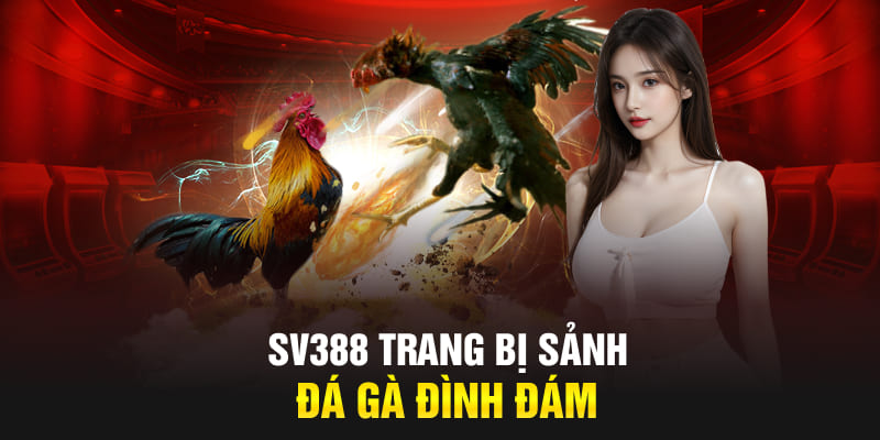 SV388 trang bị sảnh đá gà đình đám